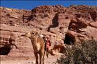 24 Camel and Court Buildings